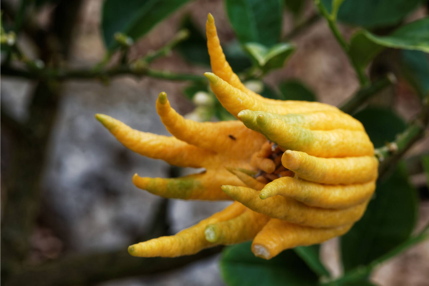 Buddha Fingers stuk 3